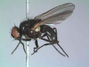  ( - BUIC-DIP526)  @12 [ ] CreativeCommons - Attribution Non-Commercial Share-Alike (2015) Jade Savage Bishop's University