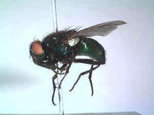  (Neomyia viridescens - BUIC-DIP549)  @12 [ ] CreativeCommons - Attribution Non-Commercial Share-Alike (2015) Jade Savage Bishop's University