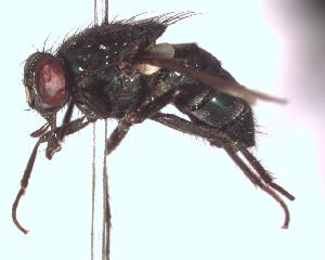  ( - BUIC-DIP776)  @12 [ ] CreativeCommons - Attribution Non-Commercial Share-Alike (2015) Jade Savage Bishop's University