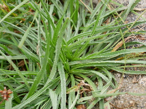  (Plantago atrata - SO107845)  @11 [ ] CreativeCommons  Attribution Non-Commercial Share-Alike (2020) Miroslava Zhiponova Sofia University