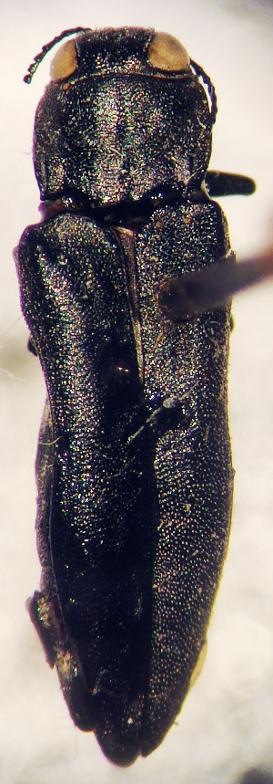  ( - NK2084)  @11 [ ] Copyright (2023) Natalia Kirichenko, Anton Efremenko Sukachev Institute of Forest SB RAS