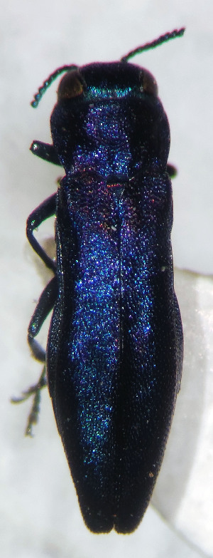  (Agrilus cuprescens amethystopterus - NK2099)  @11 [ ] Copyright (2023) Natalia Kirichenko, Anton Efremenko Sukachev Institute of Forest SB RAS