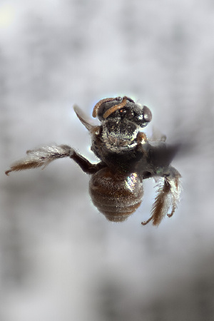  (Anthophorula euphorbiae - CCDB-34570 D02)  @11 [ ] CreativeCommons - Attribution (2020) Laurence Packer York University