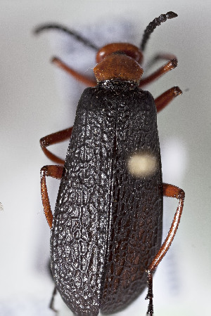  (Meloidae sp - CCDB-29935 D03)  @11 [ ] CreativeCommons - Attribution (2019) Laurence Packer York University