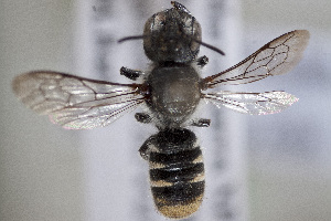  (Megachile heriadiformis - CCDB-34570 G11)  @11 [ ] CreativeCommons - Attribution (2020) Laurence Packer York University