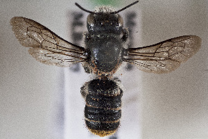  (Megachile heliophila - CCDB-34570 H04)  @11 [ ] CreativeCommons - Attribution (2020) Laurence Packer York University
