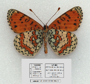  (Melitaea interrupta - RVcoll.14-O453)  @15 [ ] Copyright (2015) Laurian Parmentier Unspecified