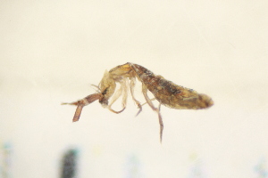  ( - BC3_09.06.16CO1)  @11 [ ] CreativeCommons - Attribution Non-Commercial Share-Alike (2017) Unspecified Institut de Recherche sur la Biologie de l'Insecte