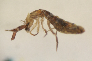  ( - BC3_09.06.16CO1)  @11 [ ] CreativeCommons - Attribution Non-Commercial Share-Alike (2017) Unspecified Institut de Recherche sur la Biologie de l'Insecte