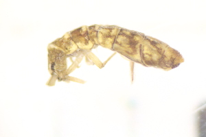  ( - BC3_09.06.16CO2)  @11 [ ] CreativeCommons - Attribution Non-Commercial Share-Alike (2017) Unspecified Institut de Recherche sur la Biologie de l'Insecte
