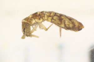  ( - BC3_09.06.16CO2)  @11 [ ] CreativeCommons - Attribution Non-Commercial Share-Alike (2017) Unspecified Institut de Recherche sur la Biologie de l'Insecte