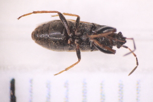  ( - BM1_13.06.16 He1)  @11 [ ] CreativeCommons - Attribution Non-Commercial Share-Alike (2017) Unspecified Institut de Recherche sur la Biologie de l'Insecte