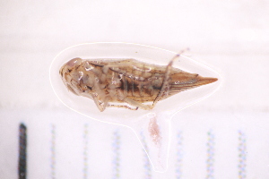  ( - BM2_11.07.16 He1)  @11 [ ] CreativeCommons - Attribution Non-Commercial Share-Alike (2017) Unspecified Institut de Recherche sur la Biologie de l'Insecte