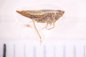  ( - BM2_11.07.16 He1)  @11 [ ] CreativeCommons - Attribution Non-Commercial Share-Alike (2017) Unspecified Institut de Recherche sur la Biologie de l'Insecte