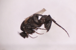  ( - BM3_11.07.16DI1)  @11 [ ] CreativeCommons - Attribution Non-Commercial Share-Alike (2017) Unspecified Institut de Recherche sur la Biologie de l'Insecte