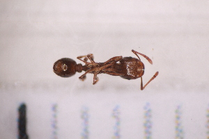  ( - BS2_29.07.16 Hy1)  @12 [ ] CreativeCommons - Attribution Non-Commercial Share-Alike (2017) Unspecified Institut de Recherche sur la Biologie de l'Insecte