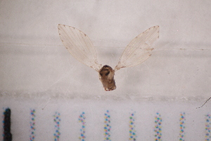  ( - BS3_29.07.16 Di1)  @12 [ ] CreativeCommons - Attribution Non-Commercial Share-Alike (2017) Unspecified Institut de Recherche sur la Biologie de l'Insecte