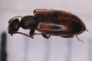  ( - CV1_03.05.16C10)  @11 [ ] CreativeCommons - Attribution Non-Commercial Share-Alike (2017) Unspecified Institut de Recherche sur la Biologie de l'Insecte