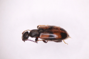  ( - CV1_03.05.16C10)  @11 [ ] CreativeCommons - Attribution Non-Commercial Share-Alike (2017) Unspecified Institut de Recherche sur la Biologie de l'Insecte