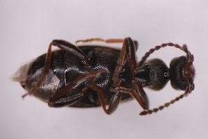  ( - CV1_03.05.16C10)  @11 [ ] CreativeCommons - Attribution Non-Commercial Share-Alike (2017) Unspecified Institut de Recherche sur la Biologie de l'Insecte