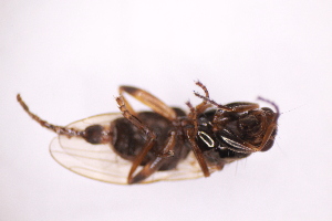  ( - CV1_03.05.16DB3)  @11 [ ] CreativeCommons - Attribution Non-Commercial Share-Alike (2017) Unspecified Institut de Recherche sur la Biologie de l'Insecte