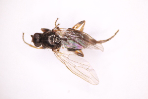  ( - CV1_03.05.16DB3)  @11 [ ] CreativeCommons - Attribution Non-Commercial Share-Alike (2017) Unspecified Institut de Recherche sur la Biologie de l'Insecte