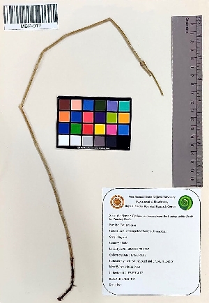  (Equisetum ramosissimum subsp. debile - MBP-017)  @11 [ ] Copyright (2020) M Patel and M N Reddy Veer Narmad South Gujarat University
