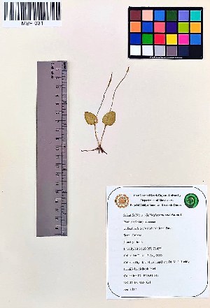  (Ophioglossum reticulatum - MBP-031)  @11 [ ] Copyright (2020) M Patel and M N Reddy Veer Narmad South Gujarat University