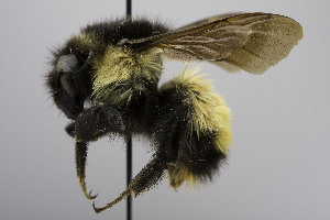  (Bombus weisi - CCDB-01557 H06)  @14 [ ] Unspecified (default): All Rights Reserved  Unspecified Unspecified