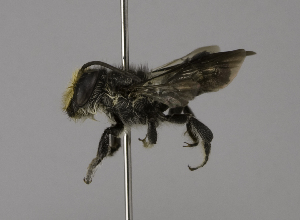  (Megachile borneana - CCDB-01563 D03)  @14 [ ] CreativeCommons - Attribution Non-Commercial Share-Alike (2010) Packer Collection at York University York University