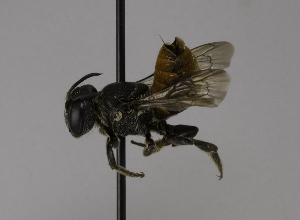  (Megachile stulta - CCDB-01563 D06)  @13 [ ] CreativeCommons - Attribution Non-Commercial Share-Alike (2010) Packer Collection at York University York University