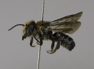  (Megachile kohtaoensis - CCDB-01563 D12)  @15 [ ] CreativeCommons - Attribution Non-Commercial Share-Alike (2010) Packer Collection at York University York University