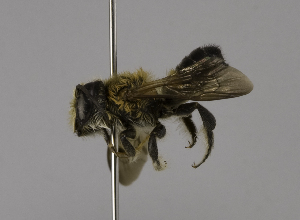  (Megachile laticeps - CCDB-01563 E03)  @14 [ ] CreativeCommons - Attribution Non-Commercial Share-Alike (2010) Packer Collection at York University York University