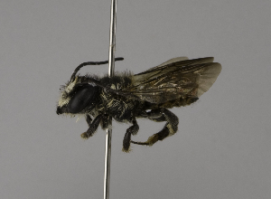  (Megachile rufovittata - CCDB-01563 E04)  @13 [ ] CreativeCommons - Attribution Non-Commercial Share-Alike (2010) Packer Collection at York University York University