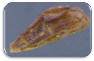  ( - 30152-56)  @11 [ ] No Rights Reserved (2017) Radi Aly Agricultural Research Organization, Israel
