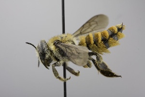  (Megachile flavihirsuta - B03772 D08-MEX)  @14 [ ] CreativeCommons - Attribution Non-Commercial Share-Alike (2010) Packer Collection at York University York University