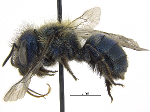  (Osmia subarctica - 06717B02-YT)  @13 [ ] CreativeCommons - Attribution (2015) CBG Photography Group Centre for Biodiversity Genomics