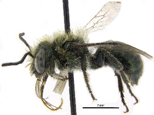  ( - 06717B03-YT)  @13 [ ] CreativeCommons - Attribution (2015) CBG Photography Group Centre for Biodiversity Genomics