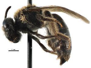  (Andrena morrisonella - 06732C03-MD)  @14 [ ] CreativeCommons - Attribution (2015) CBG Photography Group Centre for Biodiversity Genomics