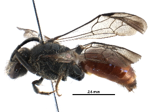  (Sphecodes NAM02 - 06735H03-WA)  @15 [ ] CreativeCommons - Attribution (2015) CBG Photography Group Centre for Biodiversity Genomics