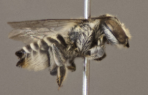  (Megachile timberlakei - CCDB-22790 D03)  @13 [ ] PCYU (2014) Unspecified York University