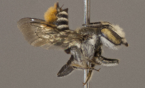 (Megachile fullawayi - CCDB-22790 D05)  @14 [ ] PCYU (2014) Unspecified York University