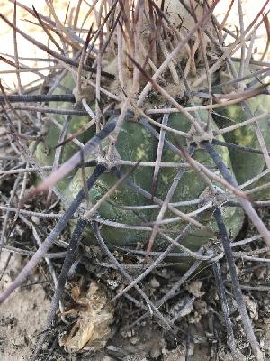  (Echinocactus horizonthalonius - LFM041)  @11 [ ] CreativeCommons - Attribution Share-Alike (2022) Unspecified Universidad Autonoma Agraria Antonio Narro