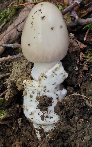  (Amanita argentea - TEB 180-15)  @11 [ ] CreativeCommons - Attribution Non-Commercial Share-Alike (2017) Unspecified Norwegian Institution for Nature Research
