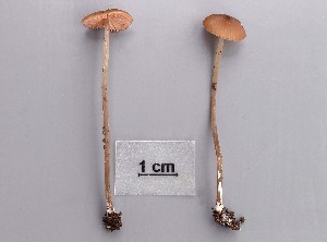  (Entoloma leuconitens - TEB 183-16)  @11 [ ] CreativeCommons - Attribution Non-Commercial Share-Alike (2017) Unspecified Norwegian Institution for Nature Research