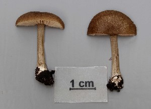  (Entoloma indutoides - TEB 191-16)  @11 [ ] CreativeCommons - Attribution Non-Commercial Share-Alike (2017) Unspecified Norwegian Institution for Nature Research