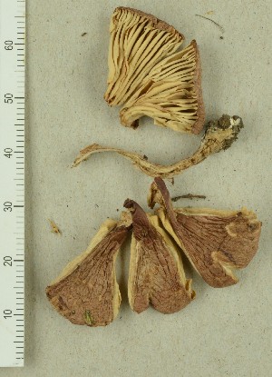  (Limacella vinosorubescens - TEB 219-16)  @11 [ ] CreativeCommons - Attribution Non-Commercial Share-Alike (2017) Unspecified Norwegian Institution for Nature Research