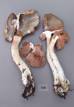  (Entoloma eminens - TEB 226-16)  @11 [ ] CreativeCommons - Attribution Non-Commercial Share-Alike (2017) Unspecified Norwegian Institution for Nature Research