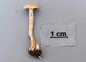  (Clitocybe sp. RB01 - TEB 277-15)  @11 [ ] CreativeCommons - Attribution Non-Commercial Share-Alike (2017) Unspecified Norwegian Institution for Nature Research