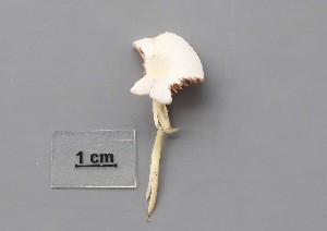 (Entoloma cubidoalbum - TEB 452b-15)  @11 [ ] CreativeCommons - Attribution Non-Commercial Share-Alike (2017) Unspecified Norwegian Institution for Nature Research